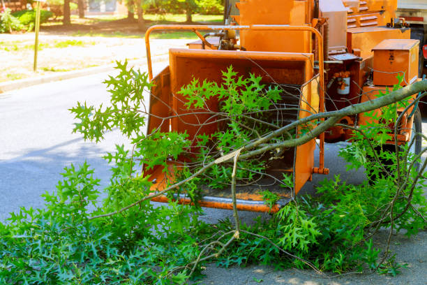 Best Tree Removal Cost  in Hooper, UT